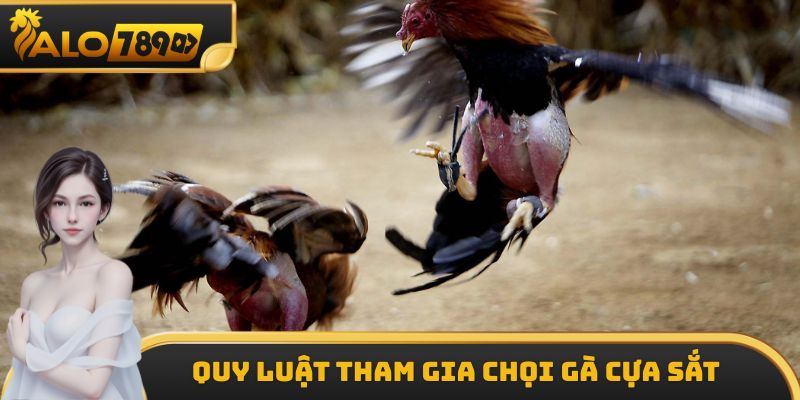 Quy luật tham gia chọi gà cựa sắt chi tiết hàng đầu hiện nay