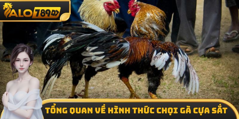 Một số thông tin cần nắm được về bộ môn chọi gà cựa sắt
