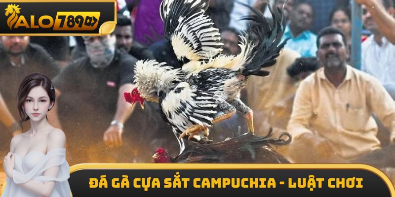 Đá gà cựa sắt Campuchia - Luật chơi