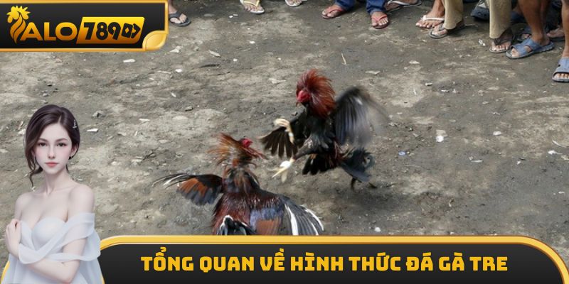 Một số thông tin cơ bản cần nắm được về hình thức đá gà tre