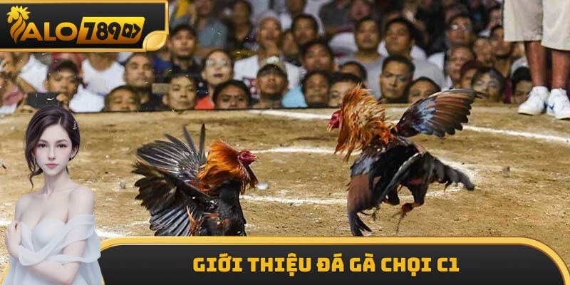 Giới thiệu đá gà chọi C1