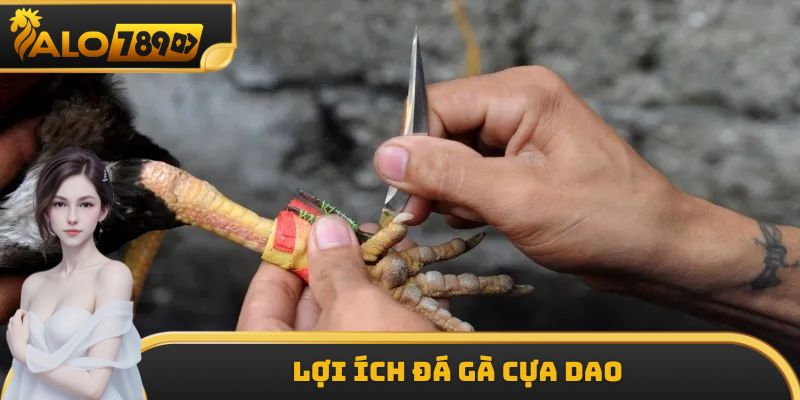 Lợi ích đá gà cựa dao