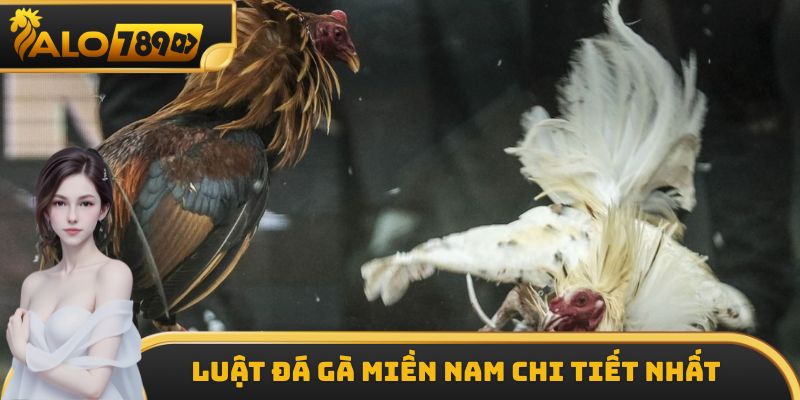 Luật đá gà miền Nam chi tiết nhất cho những ai chưa biết