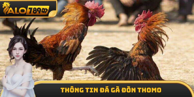 Thông tin đá gà đòn Thomo